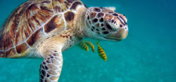 Photo: turtle under water